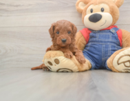 5 week old Mini Goldendoodle Puppy For Sale - Puppy Love PR