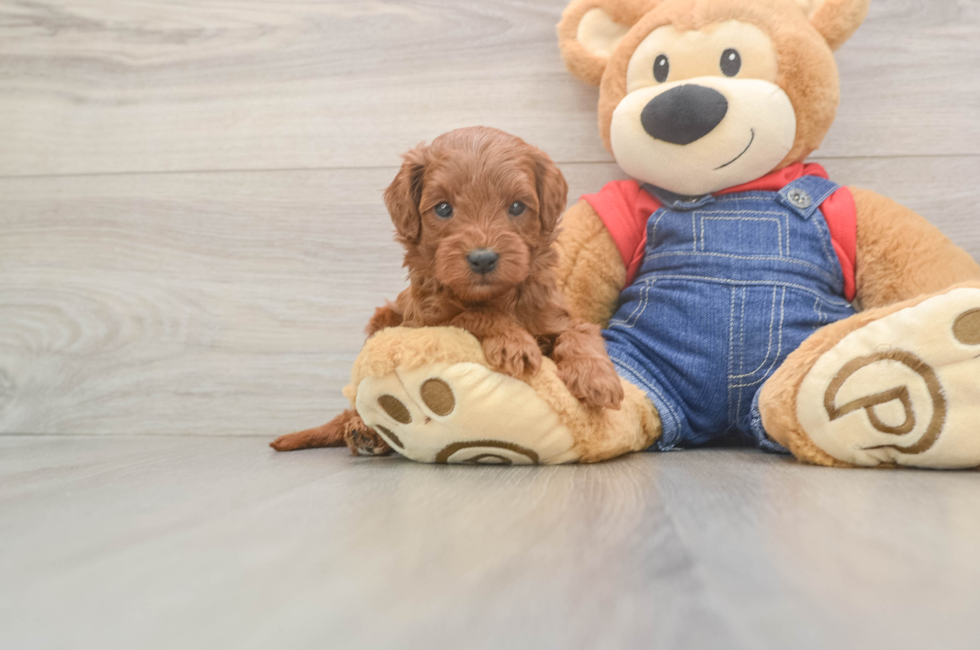 5 week old Mini Goldendoodle Puppy For Sale - Puppy Love PR