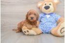 Mini Goldendoodle Puppy for Adoption