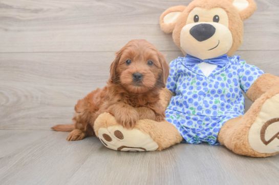 Mini Goldendoodle Puppy for Adoption