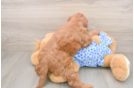 Adorable Golden Retriever Poodle Mix Poodle Mix Puppy
