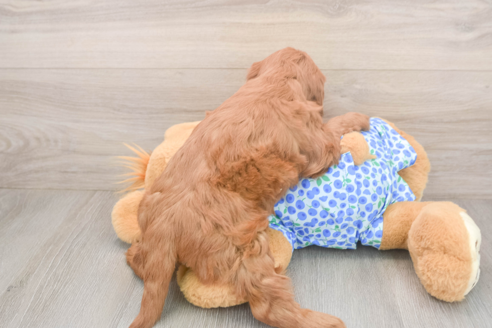 Adorable Golden Retriever Poodle Mix Poodle Mix Puppy