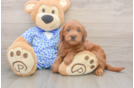 Mini Goldendoodle Puppy for Adoption