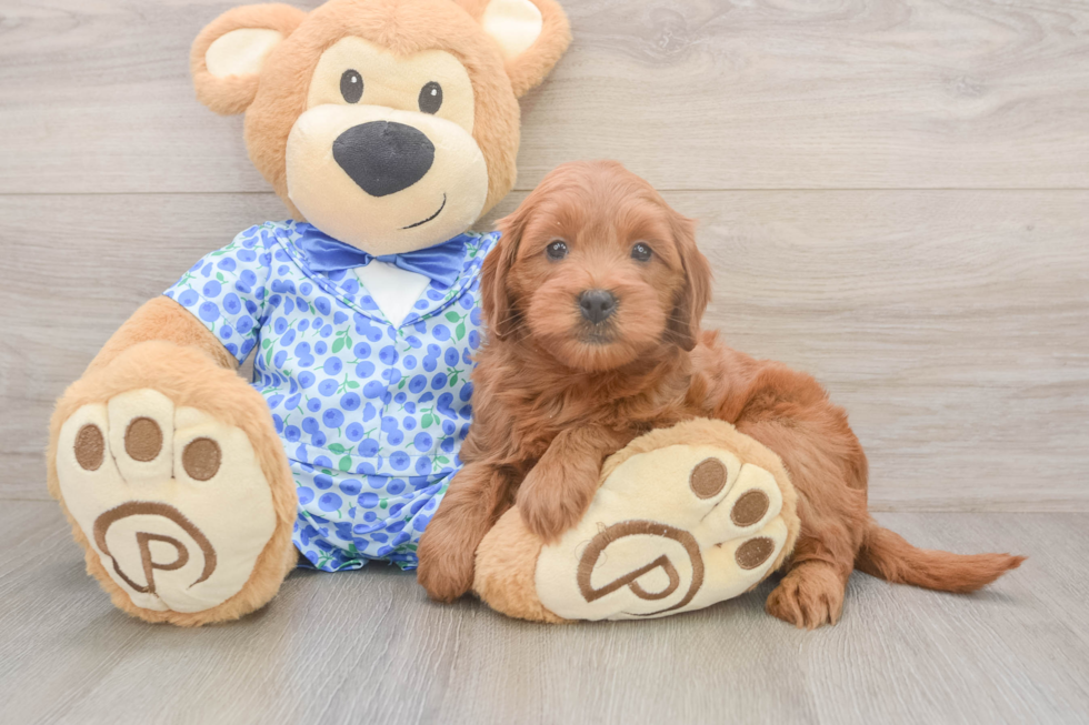 Mini Goldendoodle Puppy for Adoption