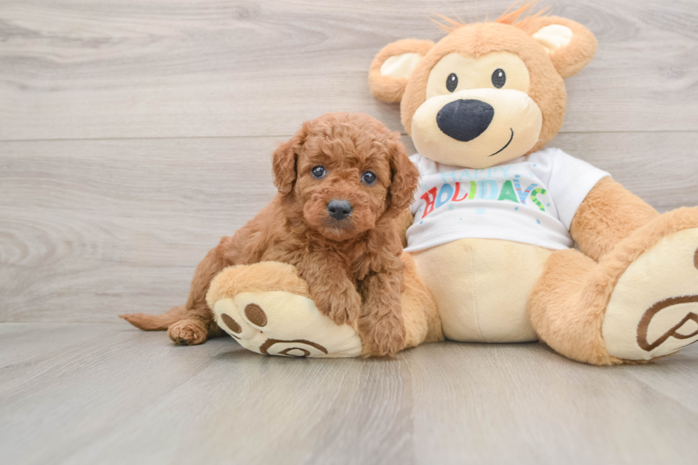 Best Mini Goldendoodle Baby