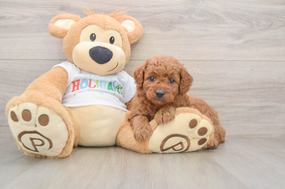 5 week old Mini Goldendoodle Puppy For Sale - Puppy Love PR