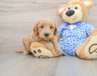 7 week old Mini Goldendoodle Puppy For Sale - Puppy Love PR