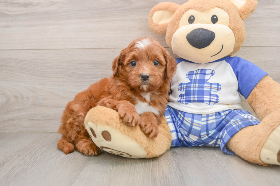 Hypoallergenic Mini Goldiepoo Poodle Mix Puppy