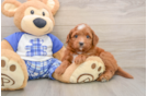 Sweet Mini Goldendoodle Baby