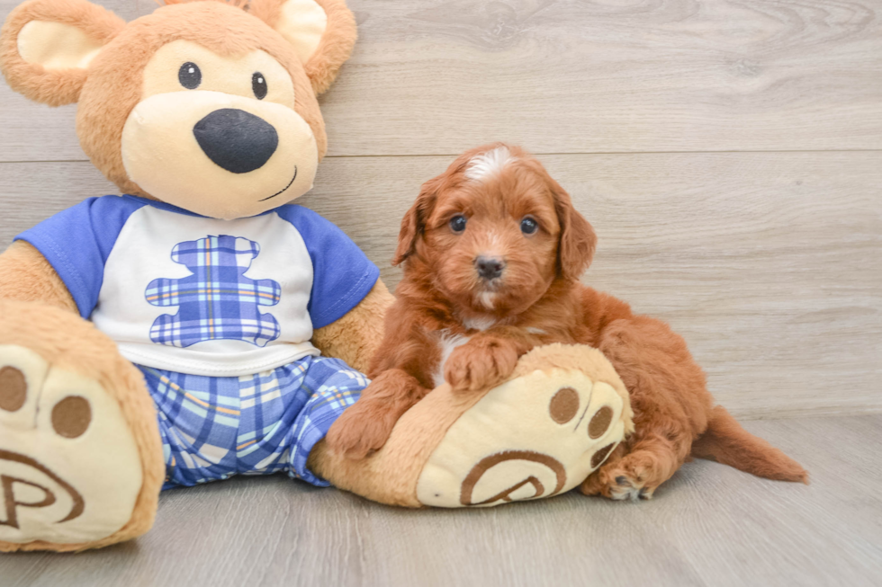 Sweet Mini Goldendoodle Baby