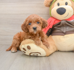 7 week old Mini Goldendoodle Puppy For Sale - Puppy Love PR