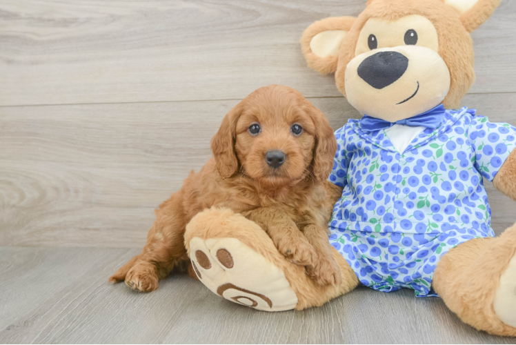 Meet Banzai - our Mini Goldendoodle Puppy Photo 1/3 - Puppy Love PR Hypoallergenic Mini Goldiepoo Poodle Mix Puppy