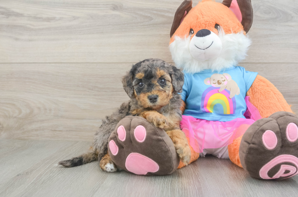 5 week old Mini Goldendoodle Puppy For Sale - Puppy Love PR
