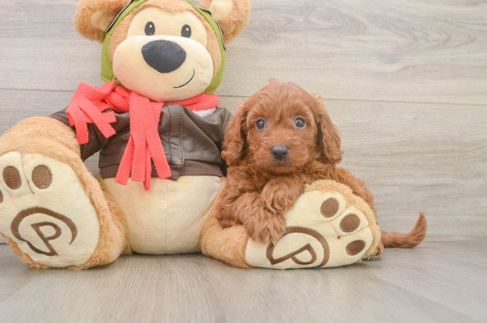 6 week old Mini Goldendoodle Puppy For Sale - Puppy Love PR