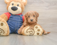 5 week old Mini Goldendoodle Puppy For Sale - Puppy Love PR