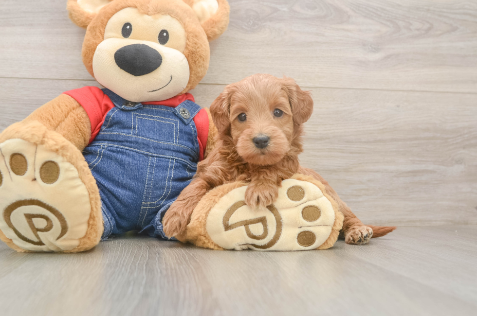 5 week old Mini Goldendoodle Puppy For Sale - Puppy Love PR