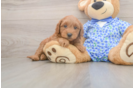Best Mini Goldendoodle Baby