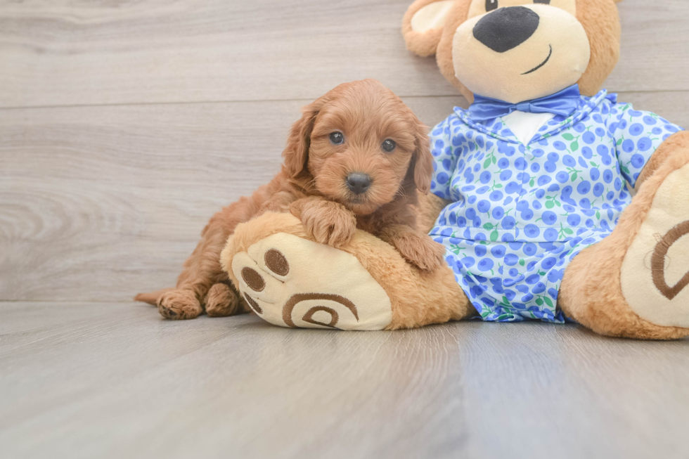 Best Mini Goldendoodle Baby