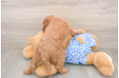 Best Mini Goldendoodle Baby