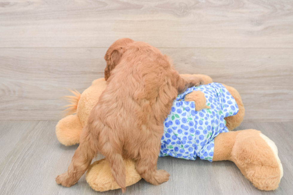 Best Mini Goldendoodle Baby