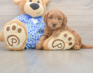 7 week old Mini Goldendoodle Puppy For Sale - Puppy Love PR