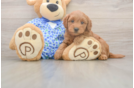 Sweet Mini Goldendoodle Baby