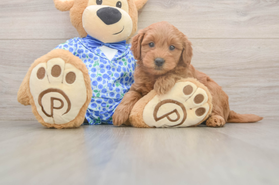 Sweet Mini Goldendoodle Baby