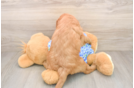 Best Mini Goldendoodle Baby