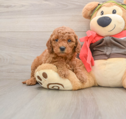 7 week old Mini Goldendoodle Puppy For Sale - Puppy Love PR