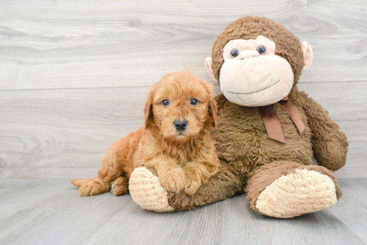 Meet Baron - our Mini Goldendoodle Puppy Photo 1/3 - Puppy Love PR Small Mini Goldendoodle Baby