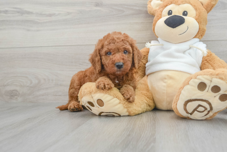 Meet Baron - our Mini Goldendoodle Puppy Photo 1/3 - Puppy Love PR Popular Mini Goldendoodle Poodle Mix Pup