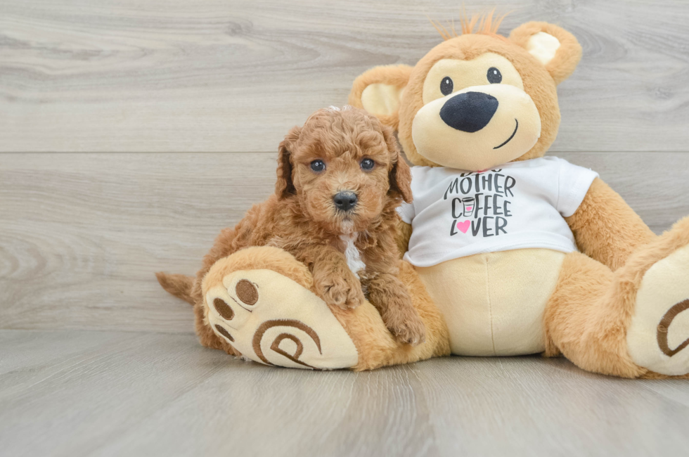 5 week old Mini Goldendoodle Puppy For Sale - Puppy Love PR