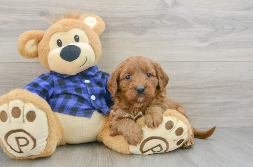 6 week old Mini Goldendoodle Puppy For Sale - Puppy Love PR