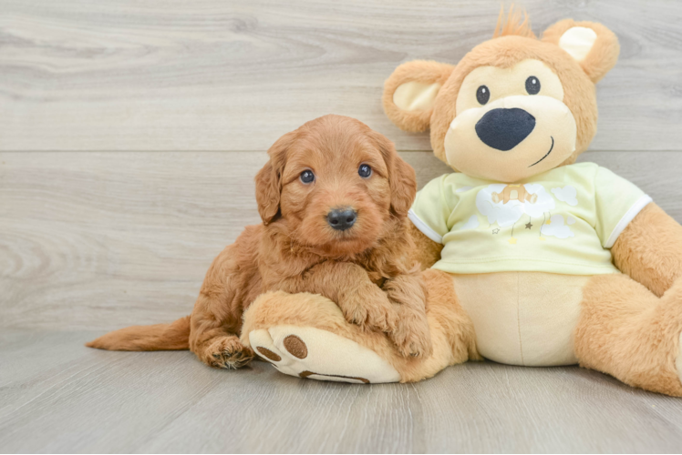 Small Mini Goldendoodle Baby