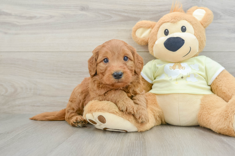 5 week old Mini Goldendoodle Puppy For Sale - Puppy Love PR