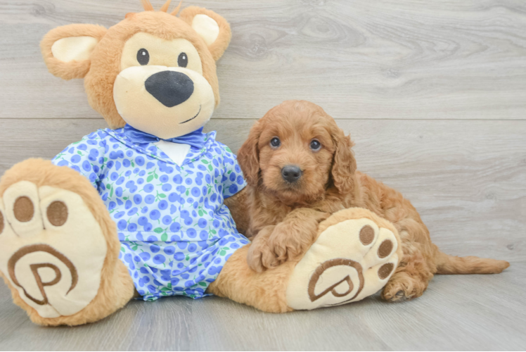 Mini Goldendoodle Puppy for Adoption