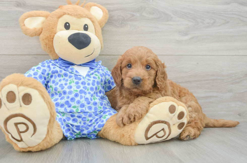 5 week old Mini Goldendoodle Puppy For Sale - Puppy Love PR