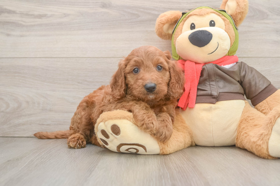6 week old Mini Goldendoodle Puppy For Sale - Puppy Love PR