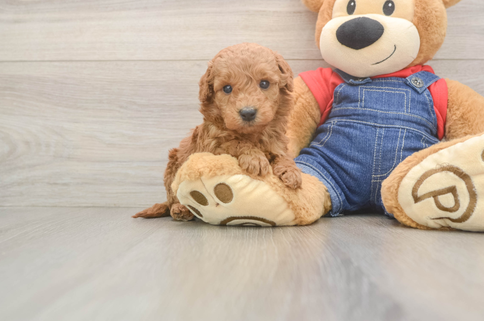 6 week old Mini Goldendoodle Puppy For Sale - Puppy Love PR