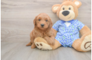 Best Mini Goldendoodle Baby