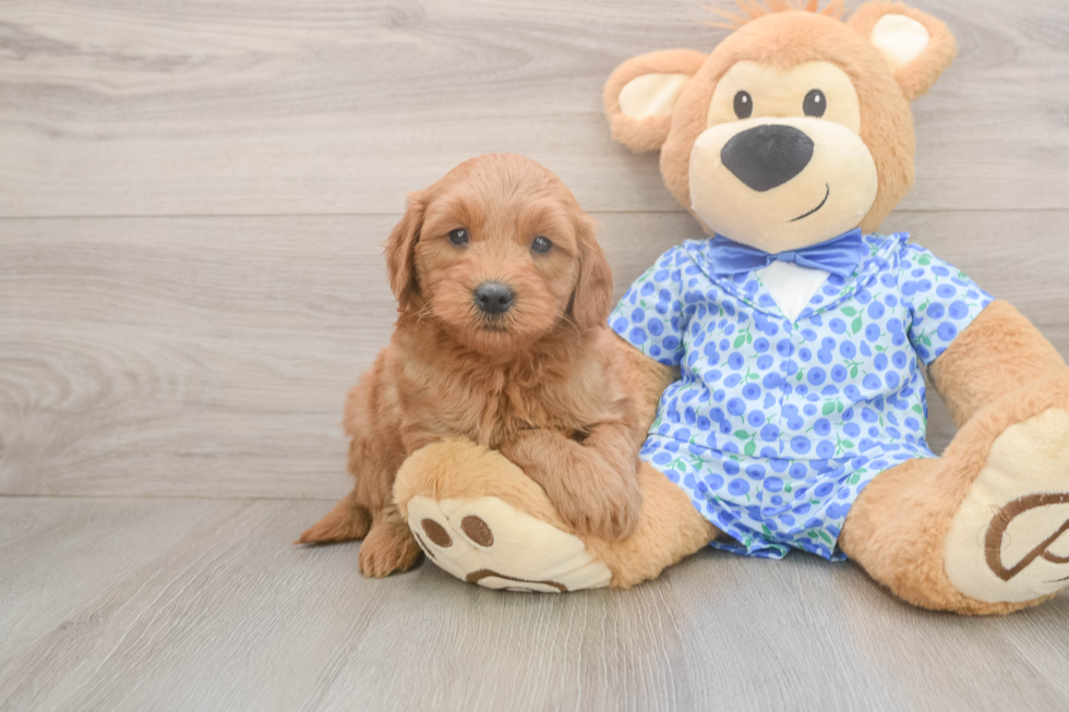 Best Mini Goldendoodle Baby