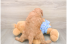Mini Goldendoodle Puppy for Adoption