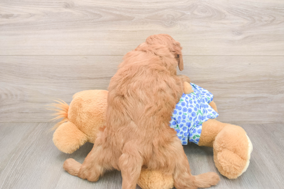 Mini Goldendoodle Puppy for Adoption