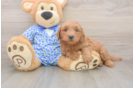 Funny Mini Goldendoodle Poodle Mix Pup