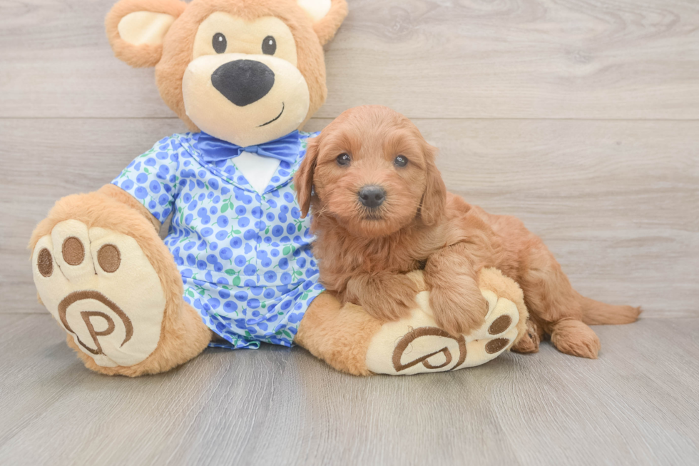 Funny Mini Goldendoodle Poodle Mix Pup