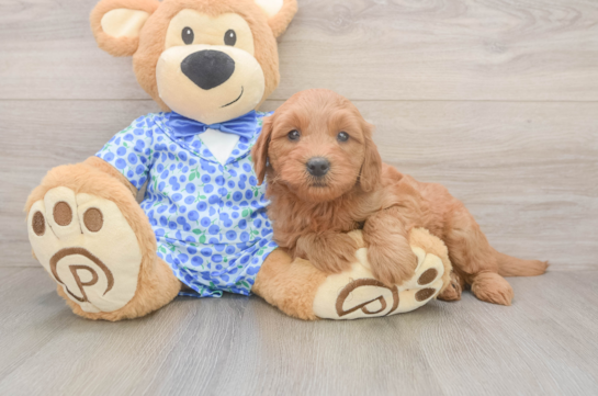 Funny Mini Goldendoodle Poodle Mix Pup