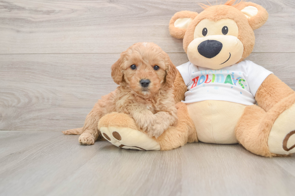 Adorable Golden Retriever Poodle Mix Poodle Mix Puppy