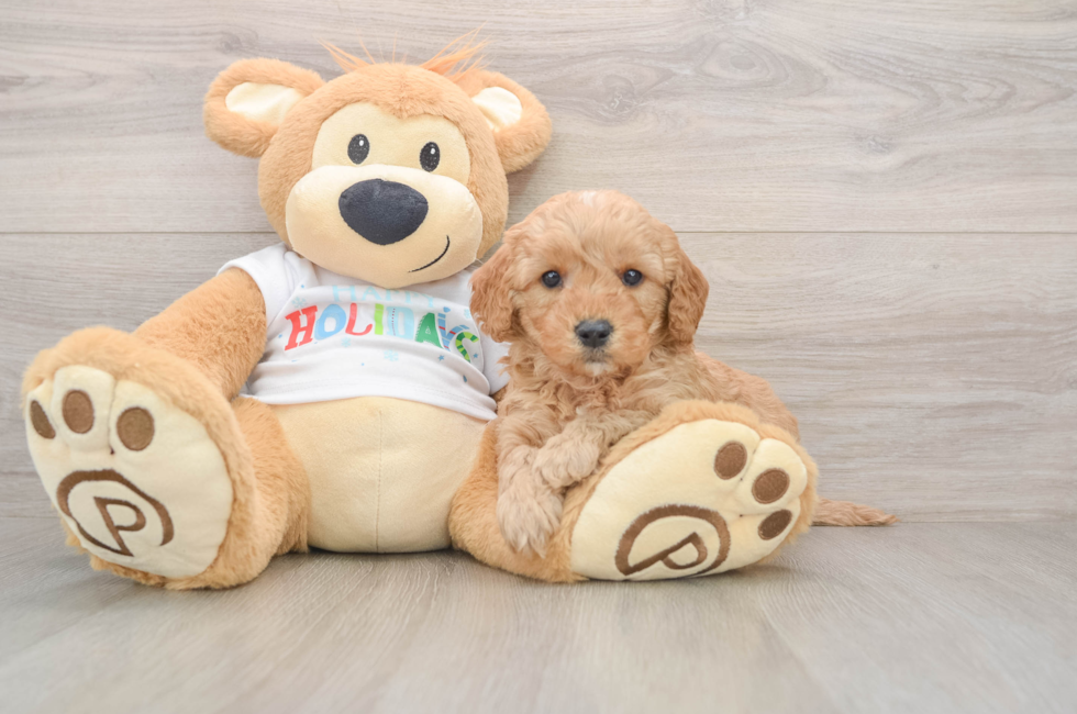 5 week old Mini Goldendoodle Puppy For Sale - Puppy Love PR