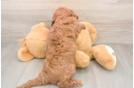 Mini Goldendoodle Pup Being Cute