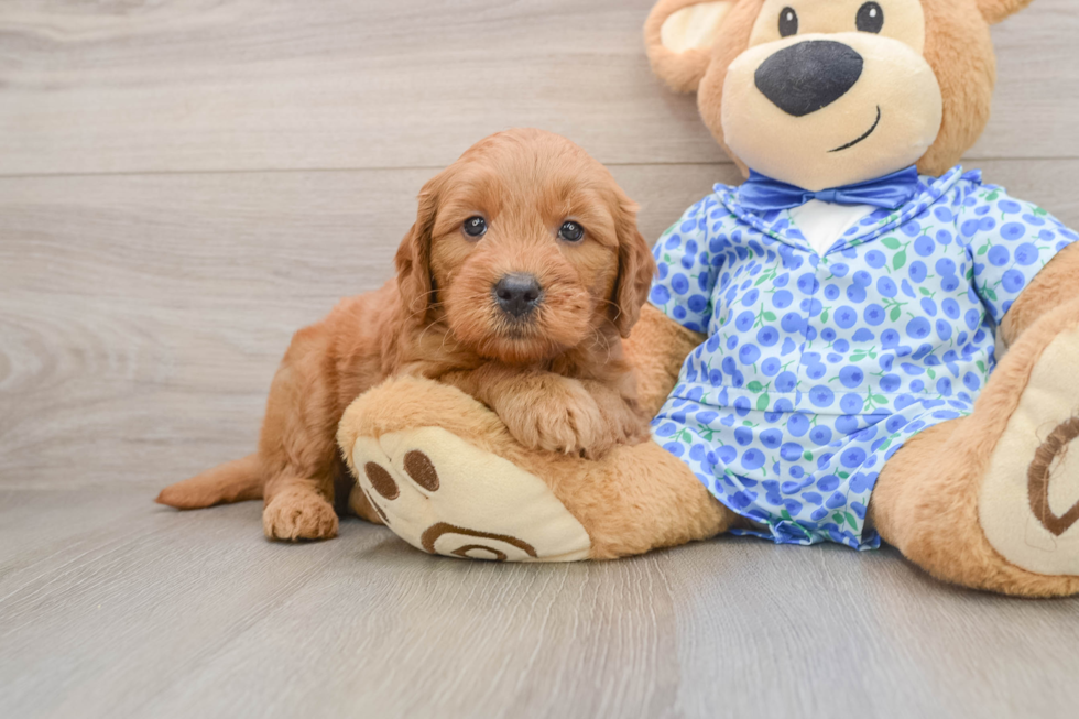 Petite Mini Goldendoodle Poodle Mix Pup
